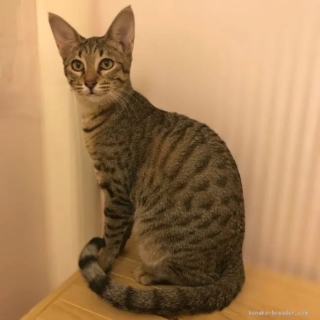 H.A 様のお迎えした子猫
