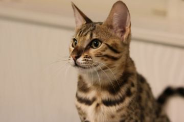 サバンナキャット【茨城県・女の子・2021年7月22日・ブラウンスポテッドタビー（ふわふわ）】の写真「お転婆な女の子(^^)お顔がすごく可愛らしいです。」