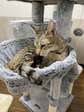 茨城】鴨志田 涼子(かもした りょうこ)ブリーダー｜みんなの子猫ブリーダー