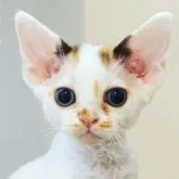 デボンレックス【茨城県・女の子・2023年5月14日・ダイリュートキャリコ】の写真1「つぶらな瞳がかわいいミケ子ちゃんです」