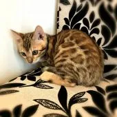 ベンガル【茨城県・女の子・2019年5月12日・ブラウンスポテッドタビー】の写真1「明るいカラーに大きなロゼット」