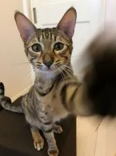 サバンナキャット【茨城県・女の子・2019年5月15日・ブラウンスポテッドタビー】の写真1