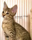 サバンナキャット【茨城県・女の子・2020年3月3日・ブラウンスポテッドタビー】の写真1「耳が大きく素晴らしいフォルム」