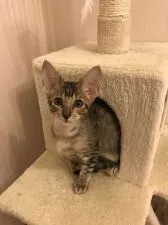 サバンナキャット【茨城県・男の子・2020年3月3日・ブラウンスポテッドタビー】の写真1「耳がとにかく大きい！」