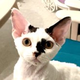デボンレックス