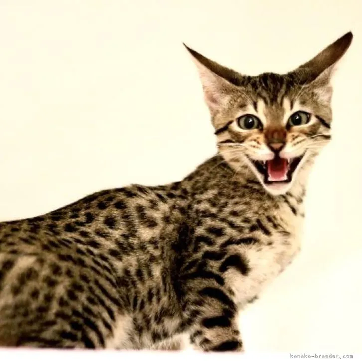 ID：2211-01365の子猫
