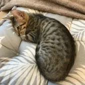 サバンナキャット【茨城県・女の子・2019年5月15日・ブラウンスポテッドタビー】の写真2