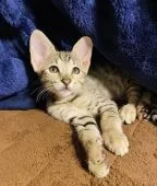 サバンナキャット【茨城県・女の子・2021年8月25日・ブラックスポテッドタビー】の写真2「いきいきとした明るい表情がかわいいです」