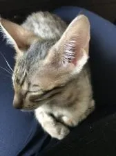 サバンナキャット【茨城県・男の子・2020年3月3日・ブラウンスポテッドタビー】の写真2