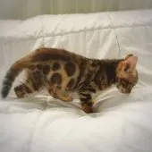 ベンガル【茨城県・女の子・2019年8月9日・ブラウンスポテッドタビー】の写真2