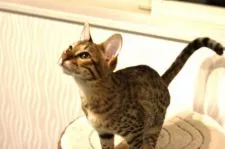 サバンナキャット【茨城県・男の子・2021年7月22日・】の写真2「男の子らしいキリッとした顔立ち」