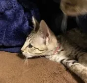 サバンナキャット【茨城県・女の子・2021年8月25日・ブラックスポテッドタビー】の写真3「こちらも完璧な横顔のフォルム」