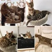 ベンガル【茨城県・女の子・2019年8月9日・ブラウンスポテッドタビー】の写真4「ママのシンドリー」