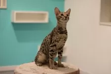 サバンナキャット【茨城県・男の子・2024年4月20日・ブラウン(ブラック)スポテッドタビー】の写真4