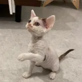 デボンレックス【茨城県・女の子・2023年5月14日・ダイリュートキャリコ】の写真4「猫じゃらしで遊ぶのが大好き」