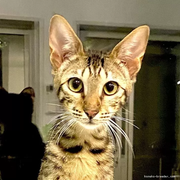 ID:2505-02857の子猫