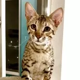 サバンナキャット【茨城県・男の子・2024年12月15日・ブラウンスポテッドタビー】の写真1「ガッチリとした体型のハンサムサバンナ」