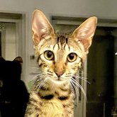 サバンナキャット