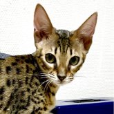 サバンナキャット
