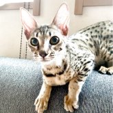 サバンナキャット