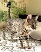 サバンナキャット【茨城県・女の子・2024年8月27日・ブラウン(ブラック)スポテッドタビー】の写真4「スポットが綺麗です(^^)」