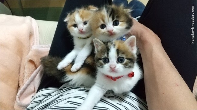千葉】鈴木 さとみ(すずき さとみ)ブリーダー｜みんなの子猫