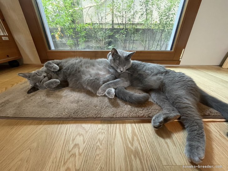 鈴木さとみブリーダーのブログ：2023年12月譲渡のシャルトリュー（掲載番号2401-00262/00455）のその後の様子です。