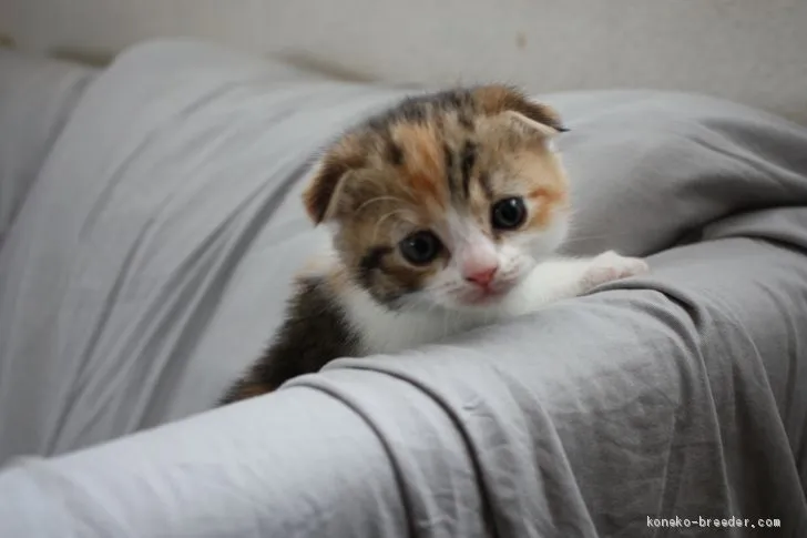 ID：1904-01938の子猫