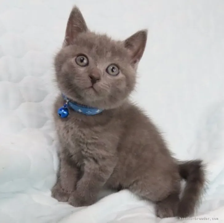 ID:2305-02318の子猫