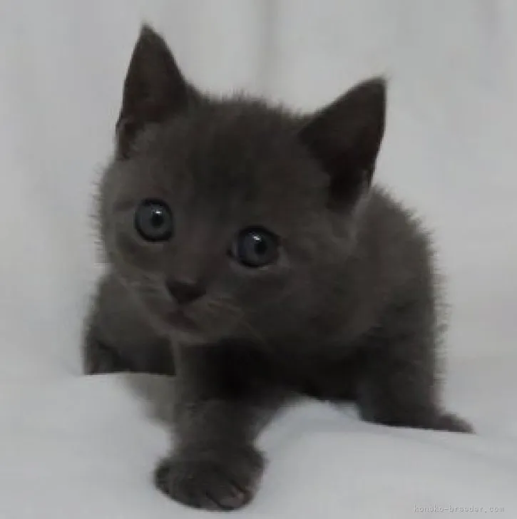 A6G 様のお迎えした子猫