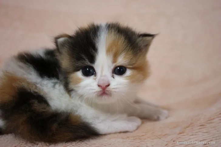 ID：2104-01143の子猫
