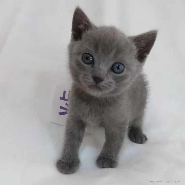 ID:2402-02345の子猫
