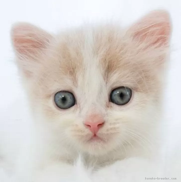 ID：2404-02388の子猫