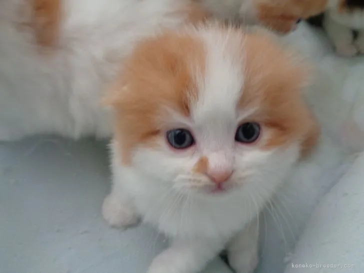 ID:2203-01233の子猫