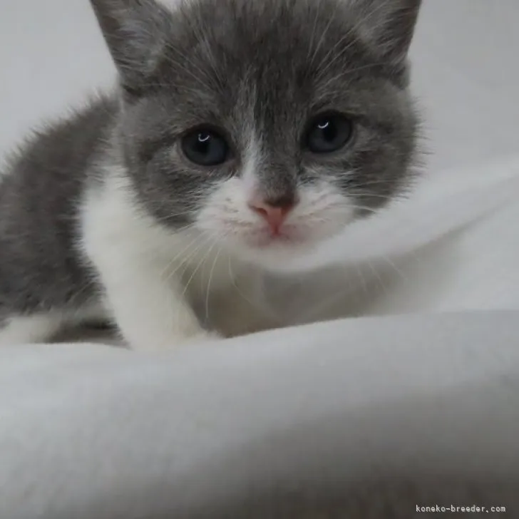 ID:2304-03371の子猫