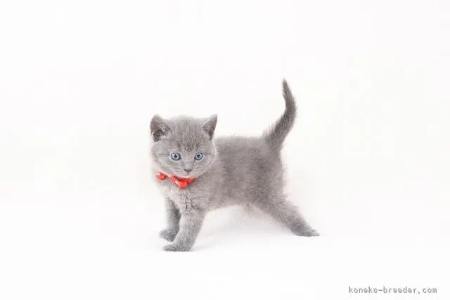 ID：2204-00911の子猫