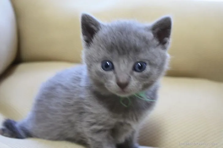 N.K 様のお迎えした子猫