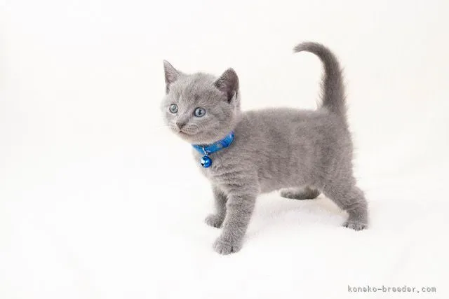 ハナワン 様のお迎えした子猫