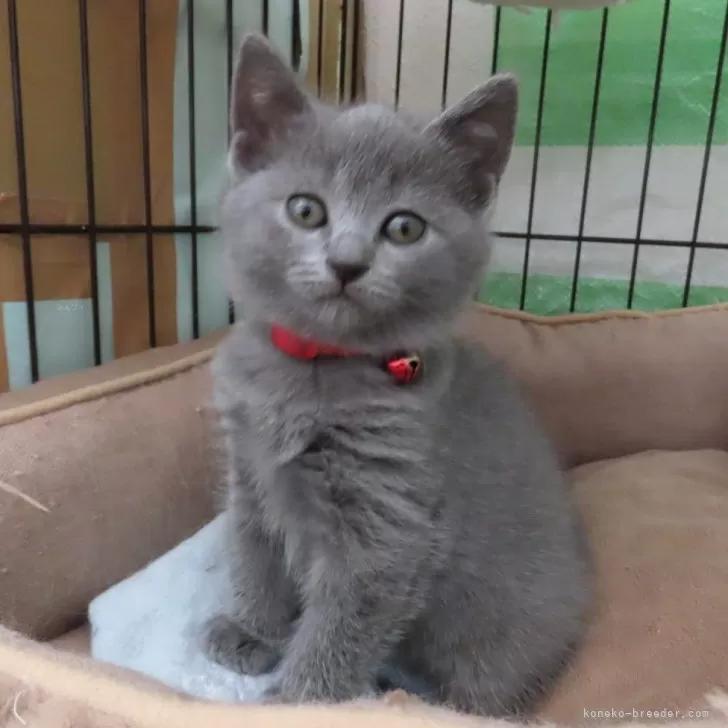 ID：2402-02346の子猫