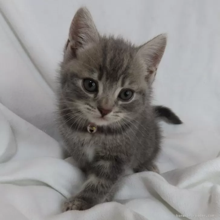 ID：2405-02606の子猫