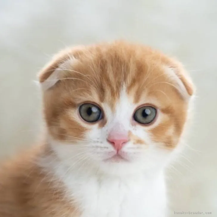 ID：2304-02837の子猫