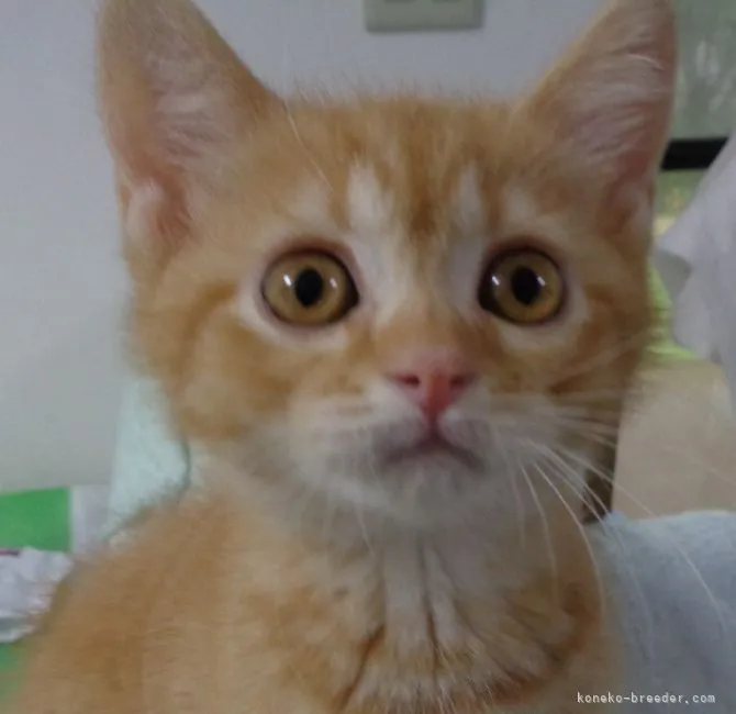 ID:2204-02505の子猫