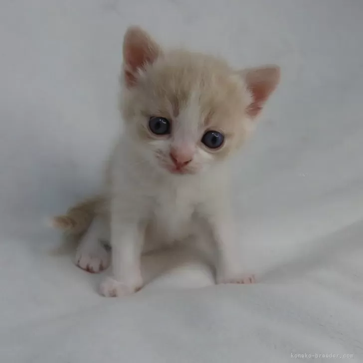 ID：2404-02741の子猫