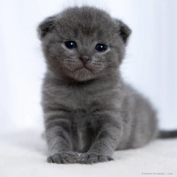 ID:2304-02732の子猫