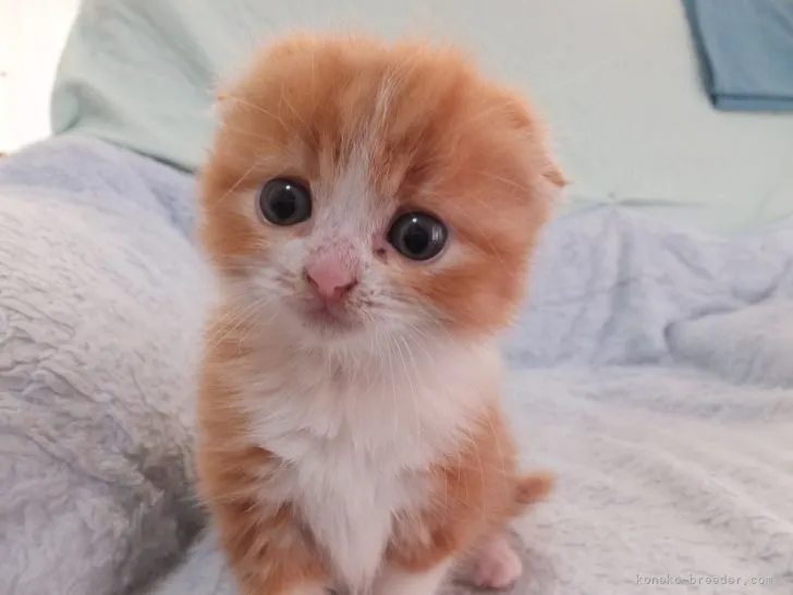 ID:2112-00351の子猫