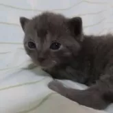 シャルトリュー【千葉県・男の子・2024年8月8日・ブルー】の写真1「2～3日前に目が開きました。」