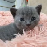 シャルトリュー【千葉県・男の子・2023年12月10日・ブルー】の写真1「1/7撮影」