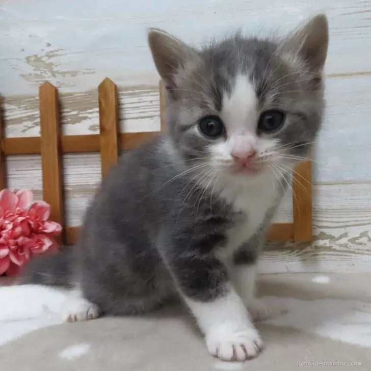 ID:2505-00916の子猫