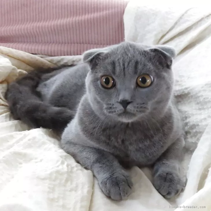 ID：2504-03077の子猫