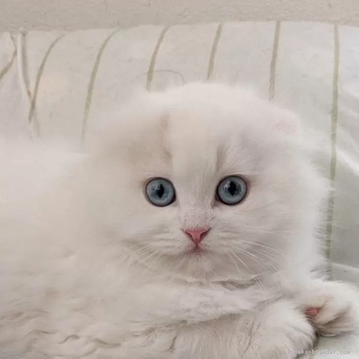 M.T 様のお迎えした子猫